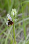 Ophrys holosericea